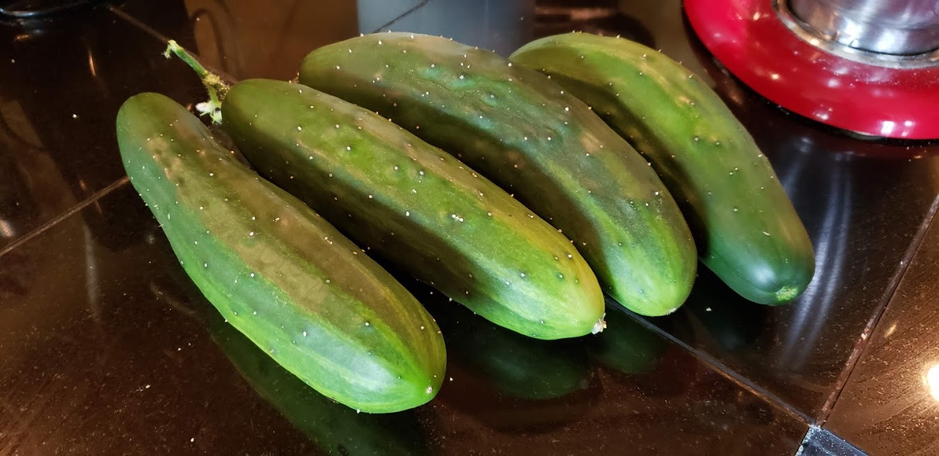Four big cucumbers