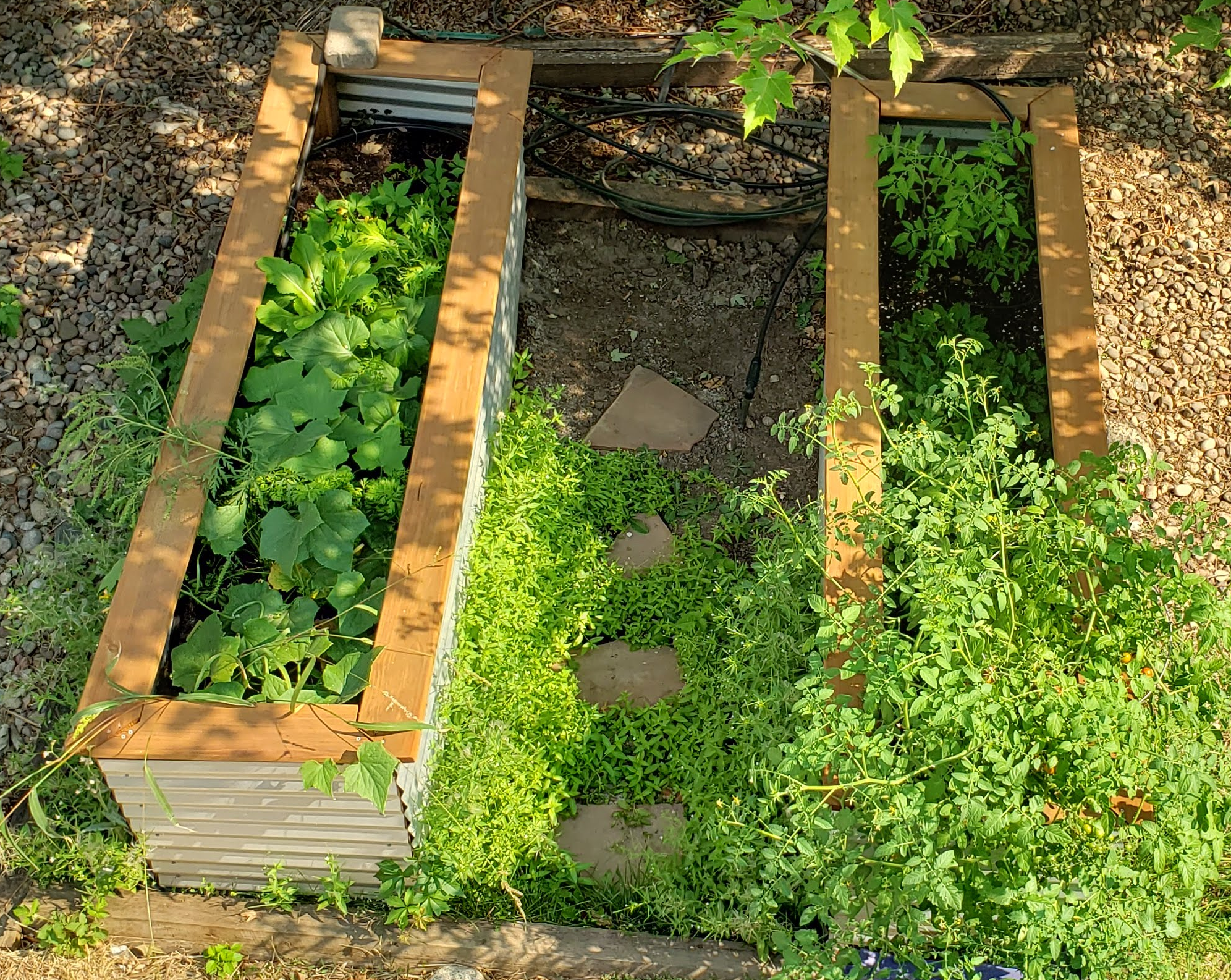 Our two raised beds