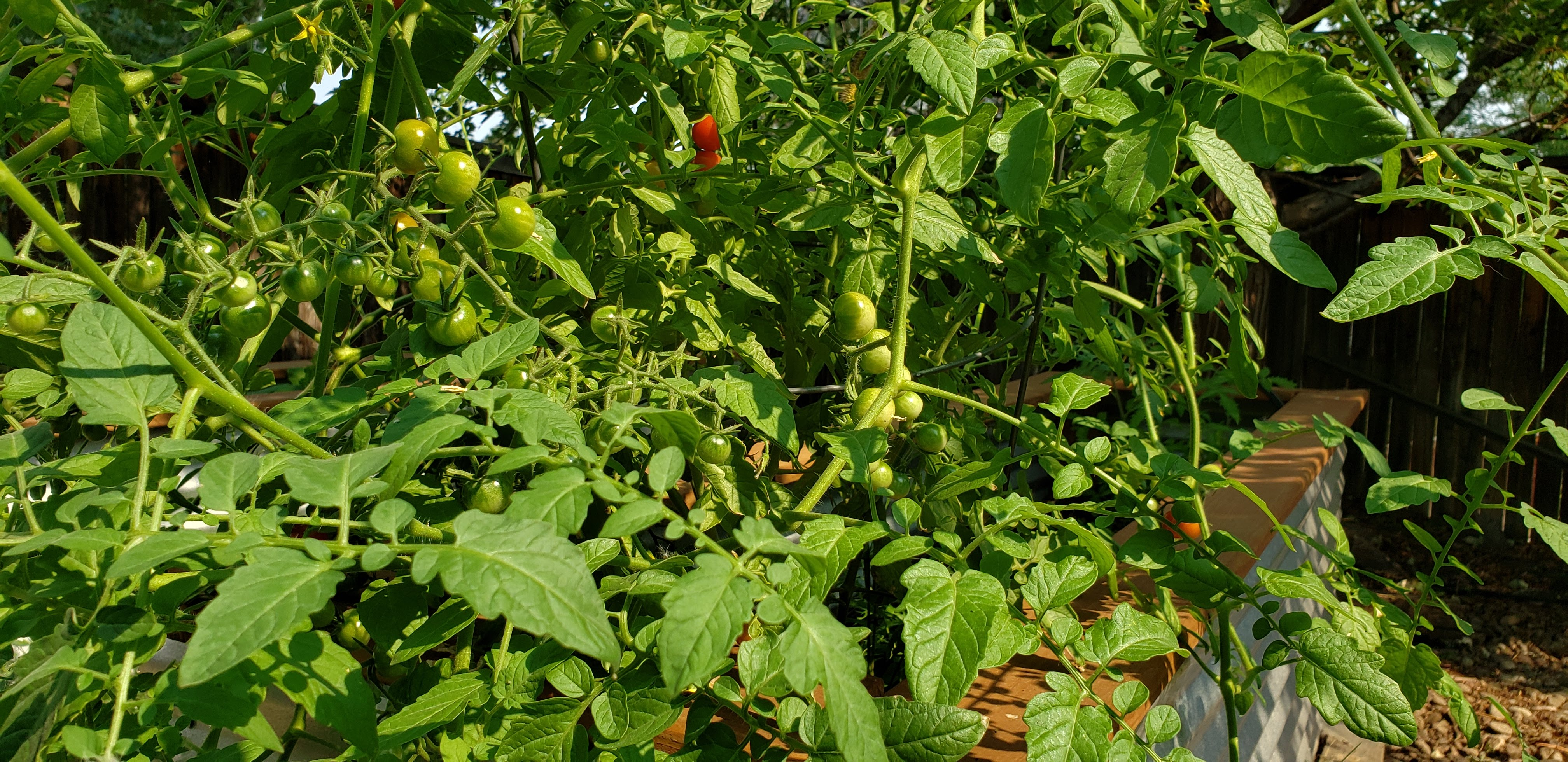 Tomatoes!